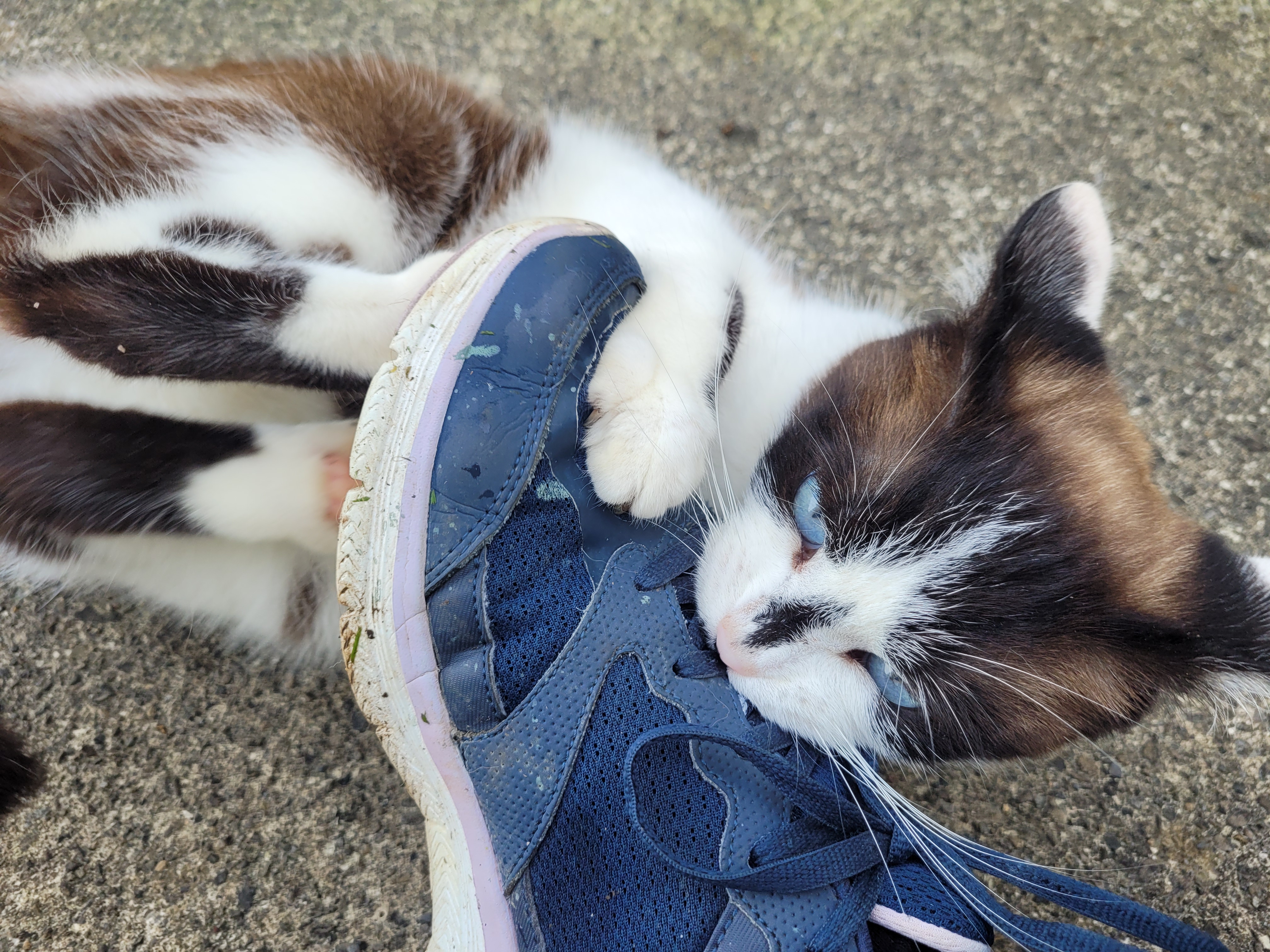 a brown and white ragdoll cat clinging to someone's shoe, playing. she's biting it with all the force she can muster but it mostly makes her look silly. she has big blue eyes and is very cute.